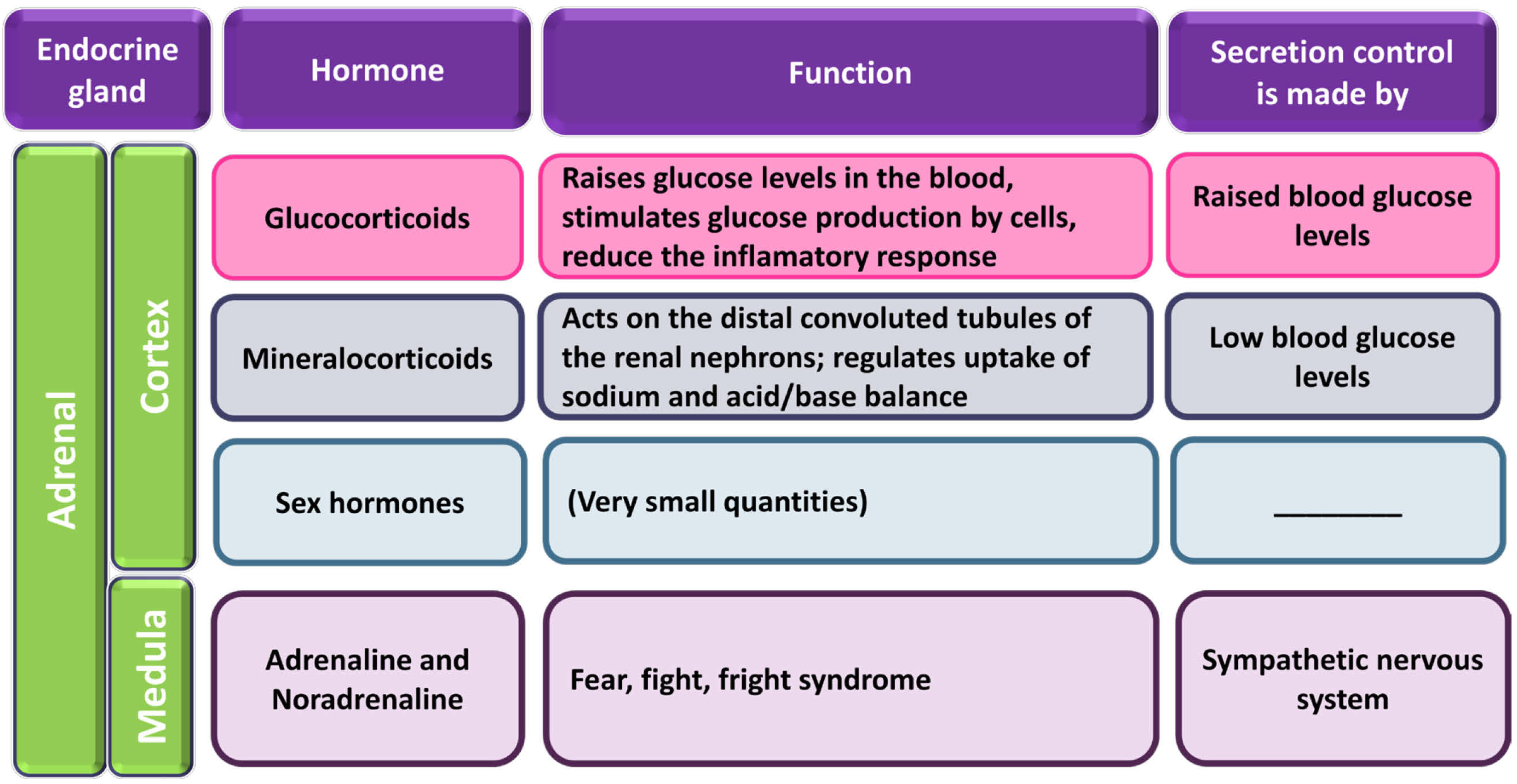 adrenal-steroids-physiology-video-for-medical-students-faculty-of