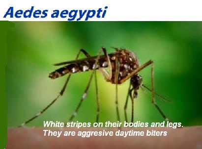 aedes1.JPG