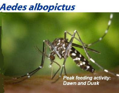 aedes2.JPG