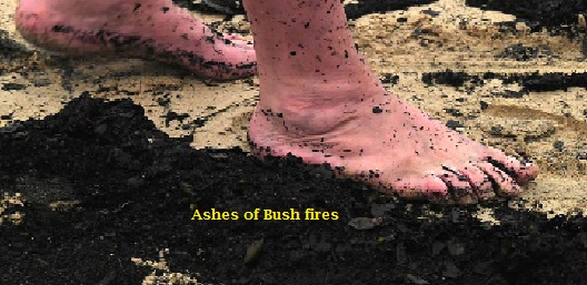 ashes.jpg