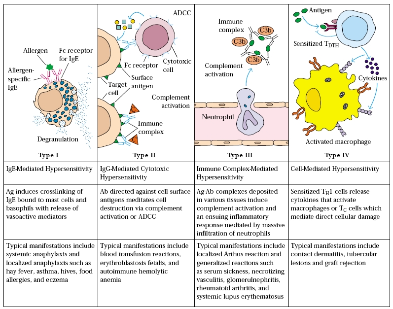 Hypersensitivity Reactions Type I Iv Faculty Of Medicine