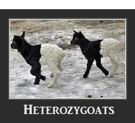 heterozygoats.png