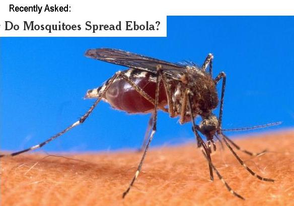 Mosquitos on Ebola.JPG