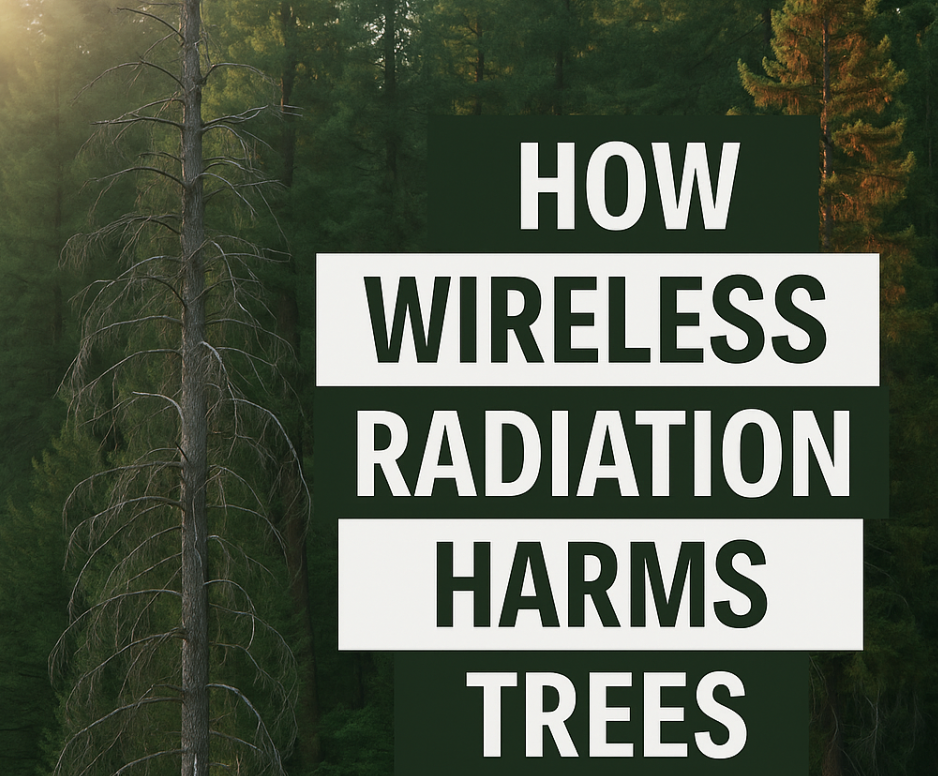 Screen Shot 2025-09-20 at 1.11.53 PM.png