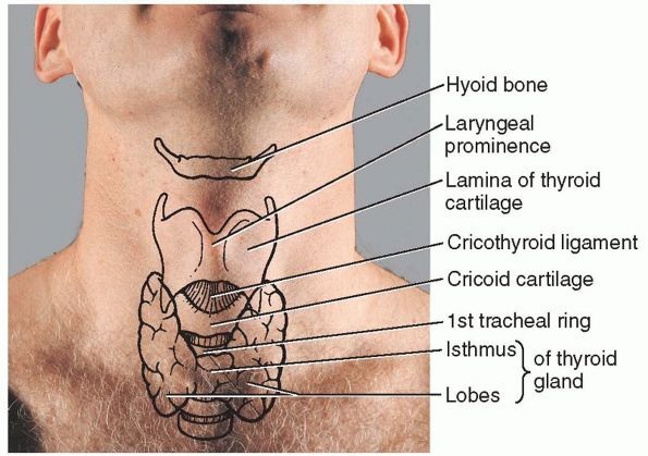 throat.jpg