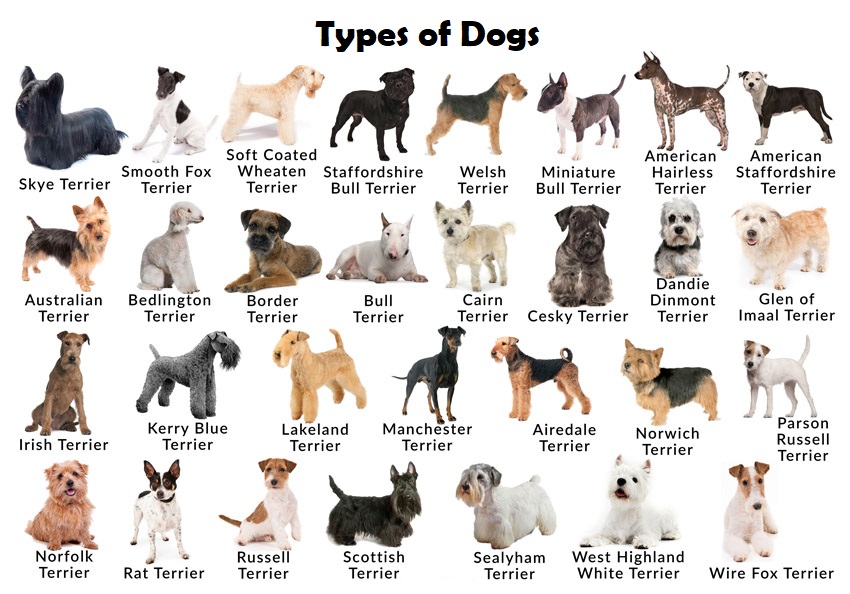 types of dogs and pictures