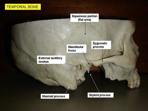 Understand Skull Anatomy | Faculty of Medicine