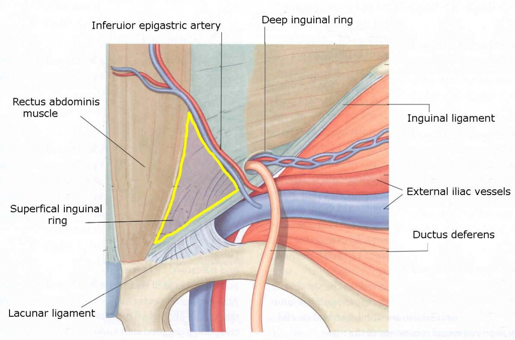 Soft tissue anatomy of the inguinal region relevant to groin disruption |  Download Scientific Diagram