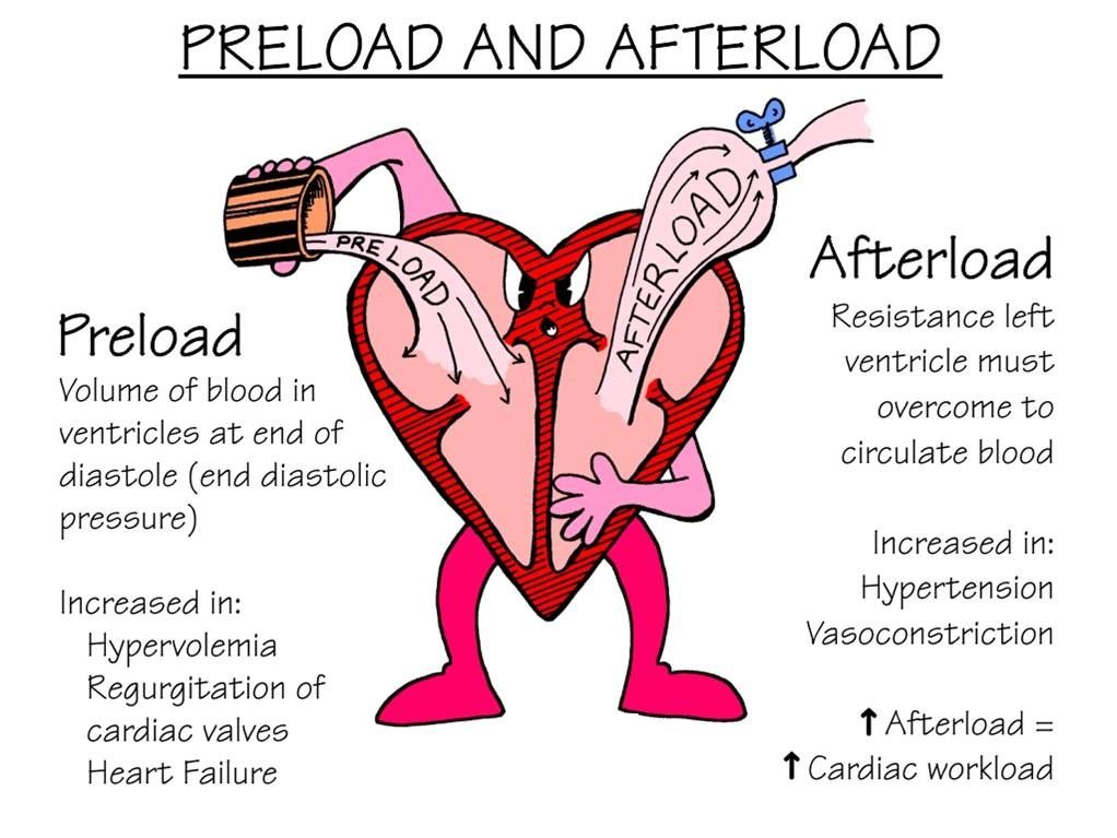 what-are-preload-and-afterload-faculty-of-medicine