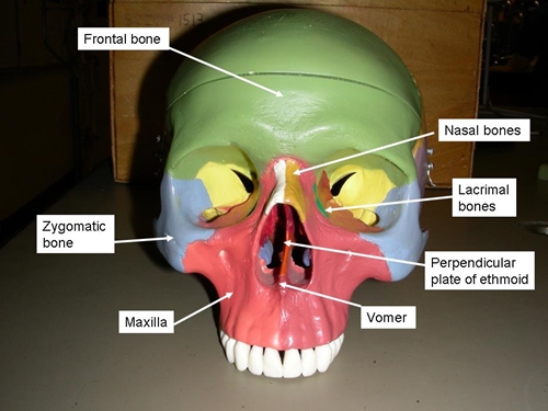 Understand Skull Anatomy | Faculty of Medicine