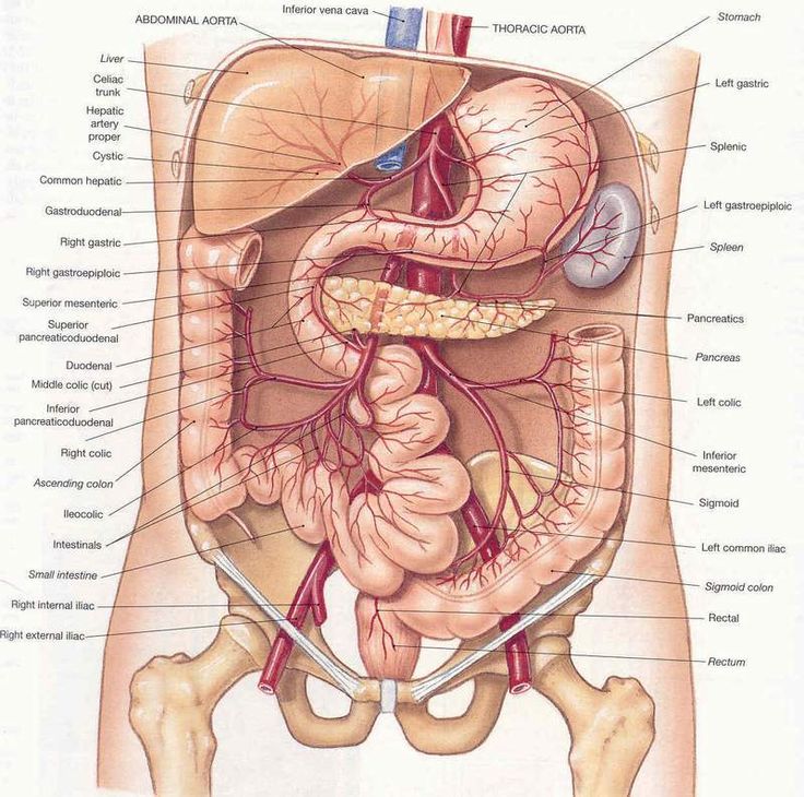 Анатомия внутренних органов фото брюшной полости