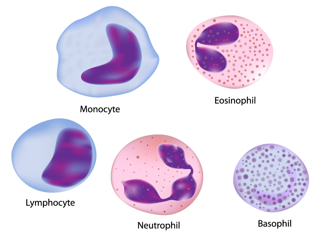 Normal Platelet Count | Faculty of Medicine