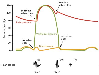 Cardiac Cycle | Faculty of Medicine