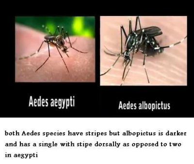 Aedes.JPG