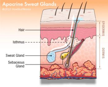 apocrine-sweat-glands-2.jpg