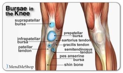 knee-anatomy-patellar-bursa.jpg