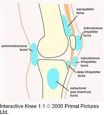 bursas around knee.jpeg