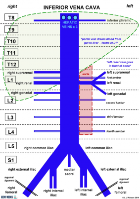 Anatomy - Inferior Vena Cava | Faculty of Medicine