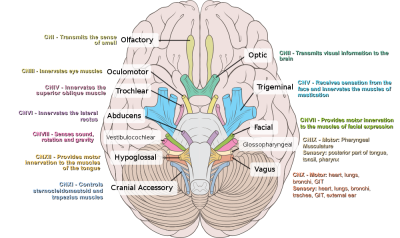 Cranial Nerves Examination | Faculty of Medicine